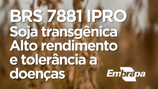 Cultivar de soja BRS 7881IPRO
