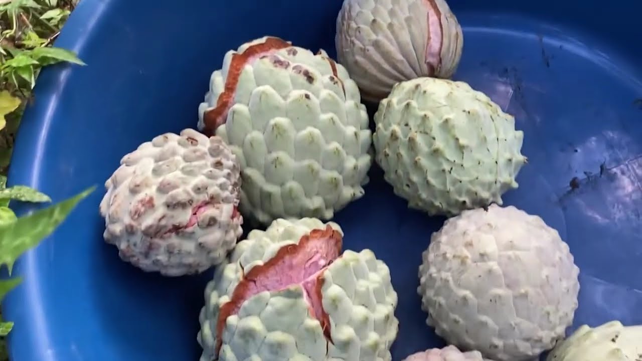 Hechos del Agro - Temporada de Anona en Panchimalco