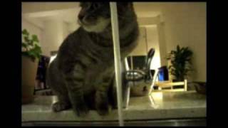 Cat and the Tap - The Translation