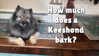 How Much Does A Keeshond Bark?