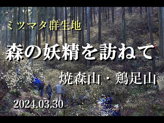 ミツマタを訪ねて【焼森山・鶏足山・赤沢富士】　2024.03.30