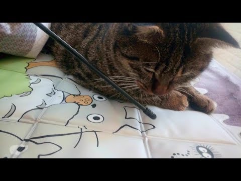 MIAOW ASMR CAT Prrrr 猫舔耳MOUTH SOUNDS LICKING MIC 1