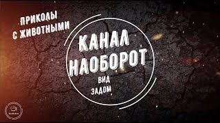 Приколы с животными задом наперёд | Смех до слез 2022 | Backwards animal jokes