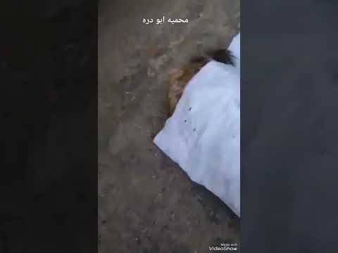 ماتت الأم على جهاله ماتت الدجاجه على البيض