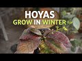 Do Hoyas Grow in Winter? 