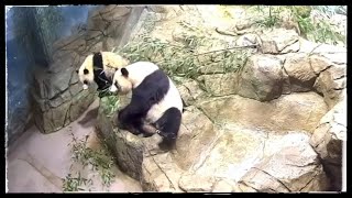 PandaStory Conqueror of Bamboo Tree ,  a Splish & Slash , a Milk Bar 