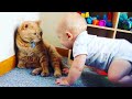 Cute Baby and Cats Playing Together - Baby and Pet Video