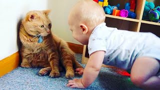 Cute Baby and Cats Playing Together - Baby and Pet Video