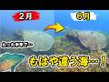 クエの根城を2月と6月で比較したら魚も環境も全く違う海になっていた…!