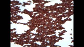 Self-assembled cubic hematite particles