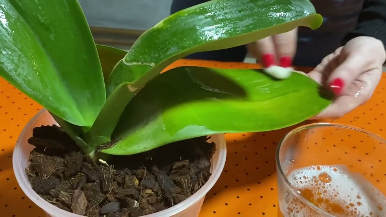 Kako se presađuju  Orhideje ( Brzo i lako presađivanje Orhideja).