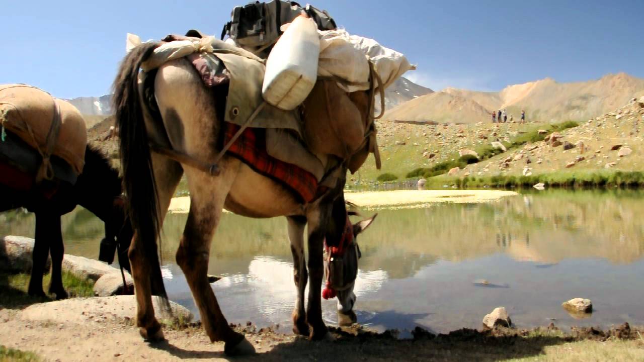 Nimaling auf dem Markha Valley Trek