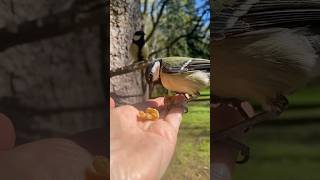 Кто тут самый голодный?😇 hungry animals #birds #nature #animals #природа #птицы #животные
