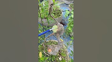 Xử lý vết cắt như thế nào #bonsai