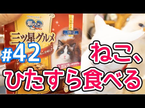 銀のスプーン三ツ星グルメ 下部尿路の健康維持の徹底レビュー！