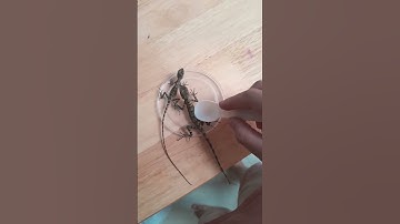 con tắc kè màu xanh màu đỏ