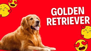 ¿Quieres una mascota? ¡Los Golden Retrievers son la respuesta!😍 by CurioZoo 92 views 3 months ago 4 minutes, 37 seconds