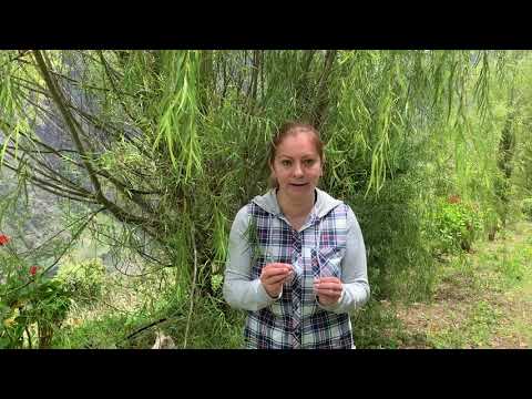 Video: ¿Cómo se poda un sauce llorón enano?
