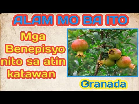 Video: Mga Sakit sa Puno ng Pomegranate - Mga Tip Para sa Paggamot sa mga Sakit sa Prutas ng Pomegranate