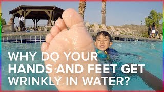 Why Do Your Hands And Feet Get Wrinkly in Water?