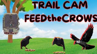 Wild Crow Behavior Caught on Trail Cam | Rare Footage of Corvid Intelligence in the Rain