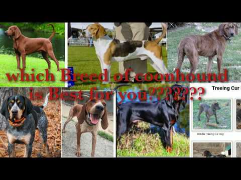 Video: Diferența Dintre Bloodhound și Coonhound