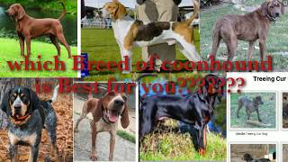 What coonhound breed is right for you??