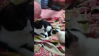 এরকম কে করে?🥺#shorts #catvideo #petlover #hellochiko #chiko #funnycat #animallovers