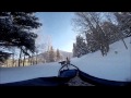 Luna lobos dog sledding