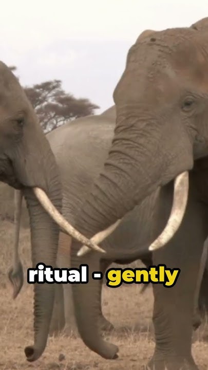 Shocking Truth Behind Elephants' Grieving #shorts #elephant - YouTube
