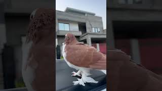 Pigeon videos #kabutarbazi #pigeon #bird #pigeons #kabotarbazi #shorts #ajpets #kabutar #love