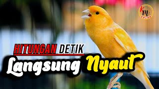 HITUNGAN DETIK KENARI LAIN YANG DENGAR LANGSUNG NYAUT, PANCINGAN KENARI GACOR DURASI PANJANG
