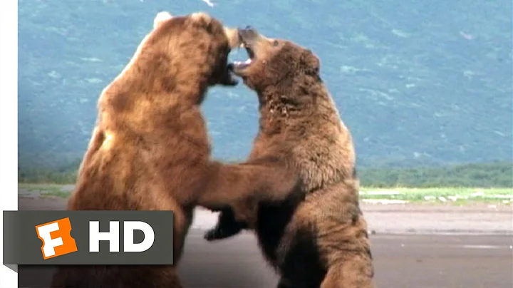 Grizzly Man (5/9) Movie CLIP - Bear Fight (2005) HD