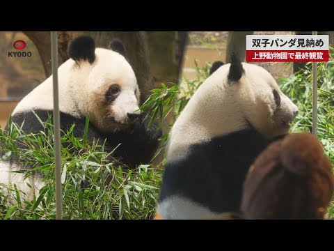 Breaking News] Twin pandas to be seen for the last time at Ueno