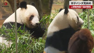 Breaking News] Twin pandas to be seen for the last time at Ueno