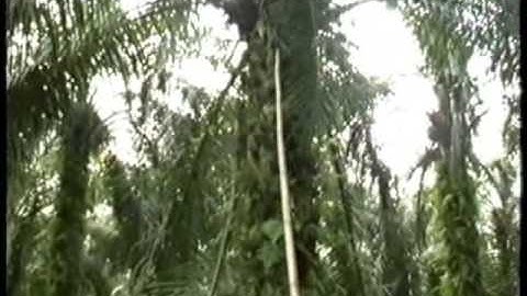 The Globalisation Tapes - Part 5/8