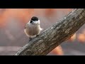 A few song birds of the korea national arboretum 