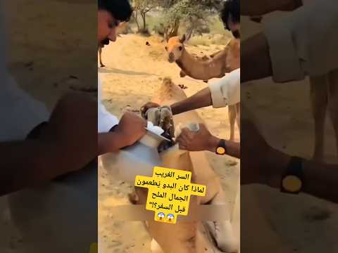 السر الغريب لماذا كان البدو ي طعمون الجمال الملح قبل السفر اكسبلور 