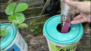 Menanam Strawberry dengan Sistem Wick | #BelajarHidroponik