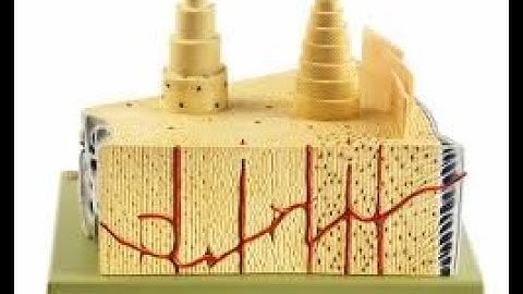 Lab 1.7 - Structures of Compact Bone (Model)