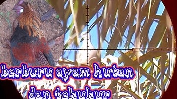 berburu ayam hutan dan tekukur dari subuh sampai siang
