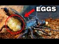 Acid Spraying Vinegaroon LAYS EGGS! (Will She EAT Them?)