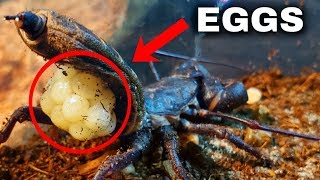 Acid Spraying Vinegaroon LAYS EGGS! (Will She EAT Them?) by Tomas Pasie 11,933 views 4 years ago 10 minutes, 52 seconds