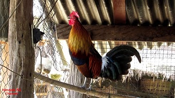 Kuv tus lau qaib dib daj zoo nkauj 2021