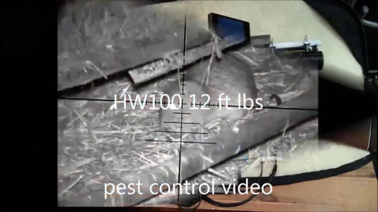 pest control air rifle YouTube
