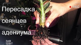 видео: Адениум. Пересадка сеянцев в 4 месяца. картинка: Адениум. Пересадка сеянцев в 4 месяца.