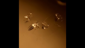 Sudden collapse of a floating plastic film