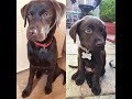 Our chocolate Labrador puppy 'Fudge' aged 2 to 6 months