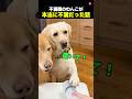 不満顔がかわいいわんこ