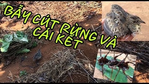 BẪY CHIM CÚT RỪNG VÀ CÁI KẾT BẤT ĐẦY BẤT NGỜ(trap forest birds)